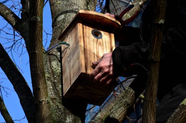 Instalación Inspección Pajareras Árboles Para Anidación Primavera Hombre Instalador General — Foto de Stock