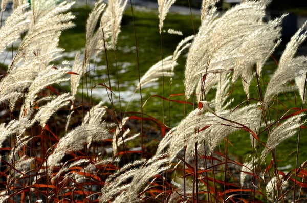 Grama Prata Japonesa Sol Ornamento Parque Inverno Flores Penas Brancas — Fotografia de Stock