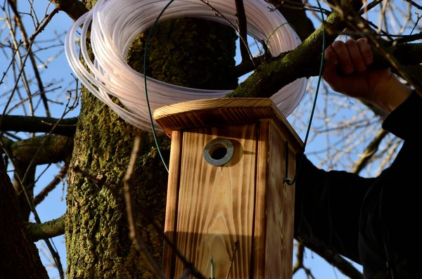 Instalasi Dan Inspeksi Rumah Burung Pohon Untuk Bersarang Musim Semi — Stok Foto