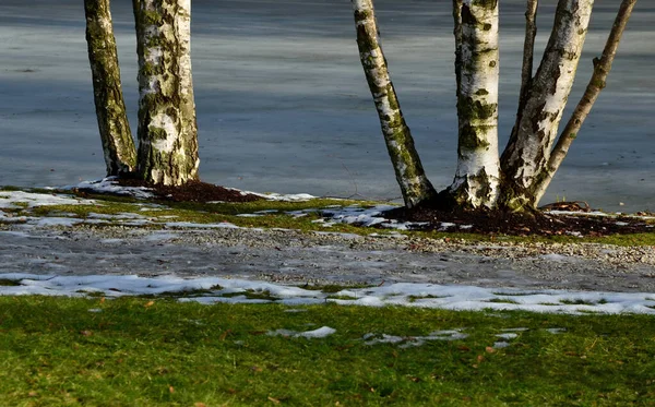 Des Bouleaux Tiges Multiples Ils Poussent Dans Une Pelouse Paillée — Photo