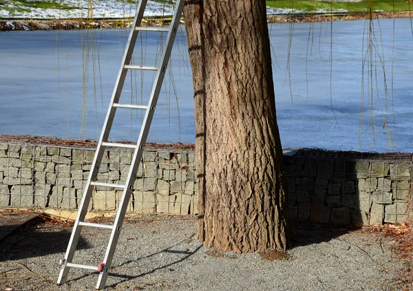 Aluminium Ladder Leunend Tegen Een Wilg Boomstam Iemand Klimt Neer — Stockfoto