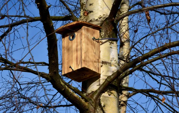 Instalación Inspección Pajareras Árboles Para Anidación Primavera Hombre Instalador General — Foto de Stock