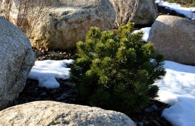 Süslü çiçek yatağı, uzun ömürlü çam ağaçları ve gri granit kayalar, saman kabuğu ve çakıl taşları kışın alışveriş merkezi yakınlarındaki bir şehir merkezinde, kar, bitki bahçesi, kayalık, taş ocağı,
