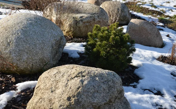 ornamental flower bed with perennial pine and gray granite boulders, mulched bark and pebbles in an urban setting near the parking lot shopping center in winter, snow, herb garden, rockery, rock