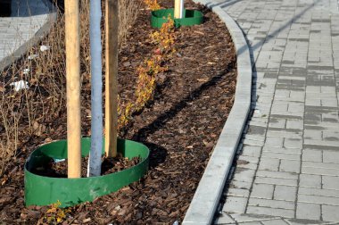 Sokağa yeni dikilmiş ağaçlar ve çiçek yatakları. Yeşil plastik yuvarlak su tankı. Doğrudan gövdeye zarar vermeden su dozunu kolaylaştırır. Kabuğu samanlamak buharlaşmayı azaltacaktır.