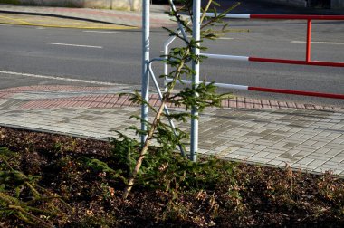 Ülkenin dört bir yanına dağılmış Noel ağaçları. İnsanlar Noel 'den hemen sonra bu güzel sembolü atıyorlar. Yolun kenarında bir çiçek tarhında yatıyor.