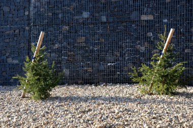 The spruce is very slender with horizontal, short branches that protrude from the trunk. The bark of the trunk is gray-brown and scaly. planted by a gabion wall in a pebble flower bed clipart