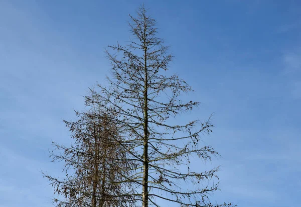 Larch Árvore Contra Céu Azul Pessoas Pensam Que Está Secar — Fotografia de Stock