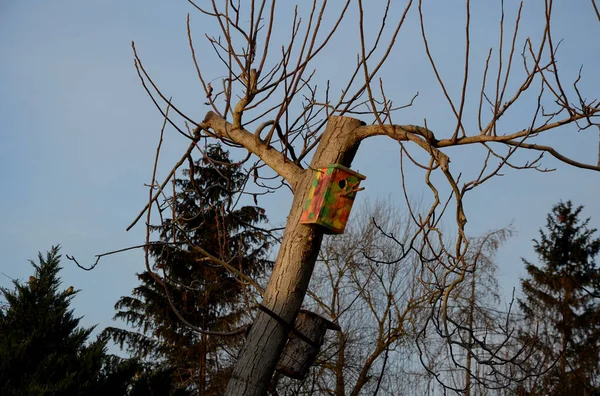 Árbol Ramificado Una Pajarera Madera Unida Árbol Color Del Camuflaje — Foto de Stock