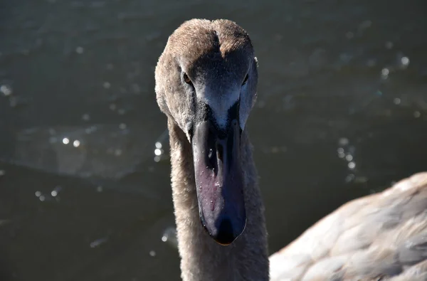 Young Swan Frozen Shore Cold Night Ice People Feed Her — Stock Photo, Image