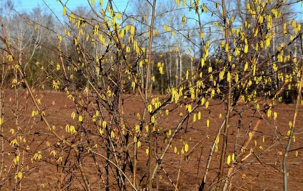 Arbusto Primavera Floração Amarela Campo Avelã Comum Melhor Primeiro Nutrir — Fotografia de Stock