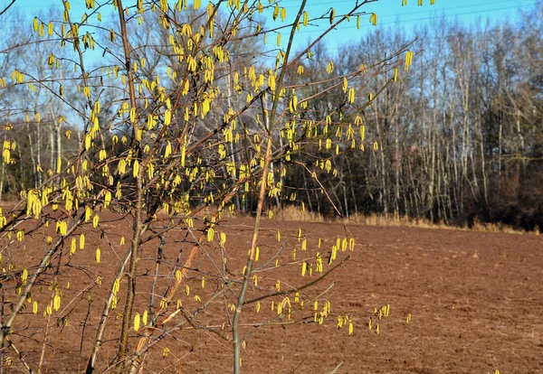 Arbuste Printemps Floraison Jaune Dans Champ Noisette Commune Meilleur Premier — Photo