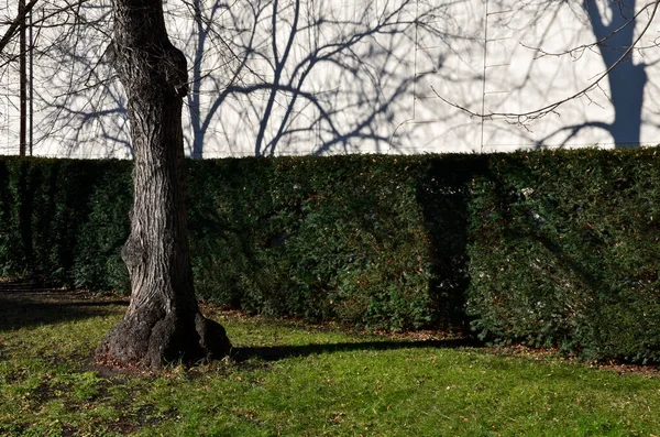 公园里的一堵白墙附近修剪过的紫杉树篱 林登树的阴影投射在白色的石膏上 密密麻麻的剪成块状 很有规律 在草坪和树干周围 — 图库照片