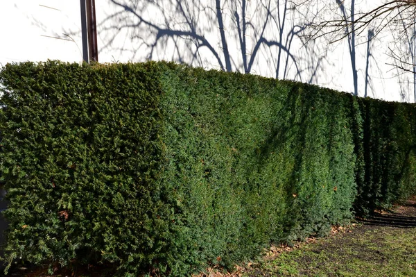 Seto Recortado Tejo Cerca Una Pared Blanca Parque Las Sombras — Foto de Stock