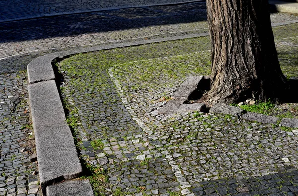 Kireçtaşı Siyah Beyaz Mozaik Eski Kötü Yamalarla Onarılmış Ağaç Kökleri — Stok fotoğraf