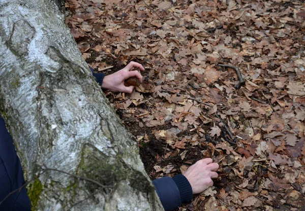 Uomo Morto Coperto Albero Albero Capovolse Ferì Cadendo Mentre Camminava — Foto Stock