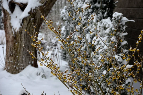 Vaste Plant Bloembed Nog Mei Februari Bevroren Ijspegels Besneeuwde Droge — Stockfoto