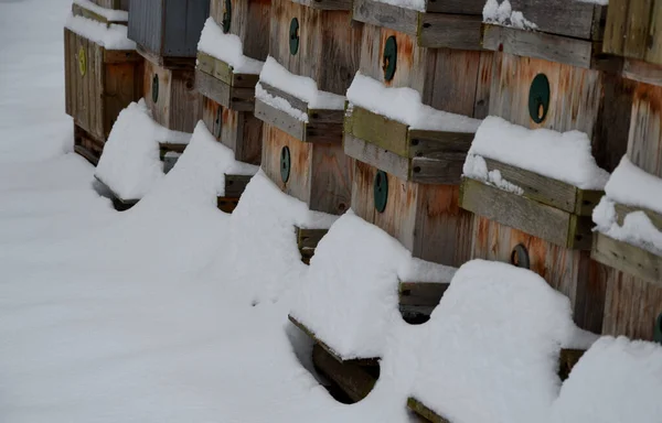 Méhkaptárak Egy Hóesőben Hazai Termelés Fából Készült Méhkaptáraira Hull Rejtett — Stock Fotó