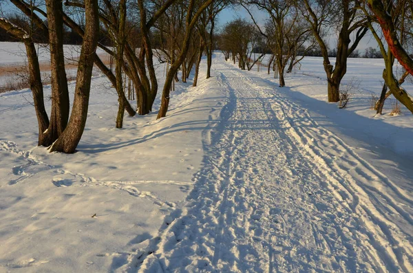 walking in the frozen sun-drenched landscape means walking on the paths and not disturbing the animals in nature because they do not have the strength to run from people. alley, field, covered with sn
