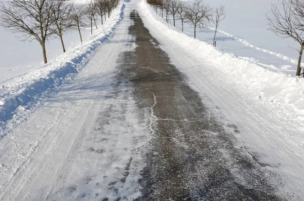 rowan tree in an alley along a frozen partially snowy country road. One tree is thrown to the side by heavy snow, which snow plows shed over the curb into a ditch. winter road maintenance