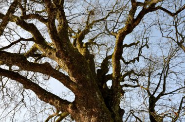 Çok eski bir dağ akçaağaç örneği ne 8 erkeğe sarılır ne de iki küçük çocuk bagajın etrafında el ele tutuşur. Ağaç dalları, mavi gökyüzü. 450 yaşında. 