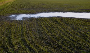 Tarlalardaki seller buğday ve tahıl mahsullerini yok ediyor. Su birikintisindeki durgun sudan zarar gören bitki başları görülebilir. Ağır traktörlü sıkıştırılmış toprak, sele izin vermez. depo fotoğrafı