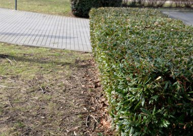 Orta ve batı Çin 'den etkileyici bir çalı türü. Belki de kategorisinde büyük yapraklar vardır. Her zaman yeşil, koyu yeşil, kenarlarında keskin tırtıklı çitler var.