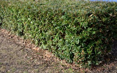 Orta ve batı Çin 'den etkileyici bir çalı türü. Belki de kategorisinde büyük yapraklar vardır. Her zaman yeşil, koyu yeşil, kenarlarında keskin tırtıklı çitler var.
