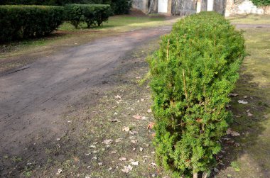 Evergreen conifer suitable for low and high hedges. It also tolerates shade, regenerates well from old wood, requires good moist soil. hedge in the park by the foot path stock photo clipart