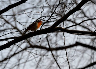 Robin yaklaşık bir serçe boyutunda. Küresel bir vücudu ve uzun bir kuyruğu vardır. Üstü açık kahverengidir, altı mavi-gri ve beyazdır, boynu ve yüzünde paslı kırmızı bir önlüğü vardır. depo fotoğrafı