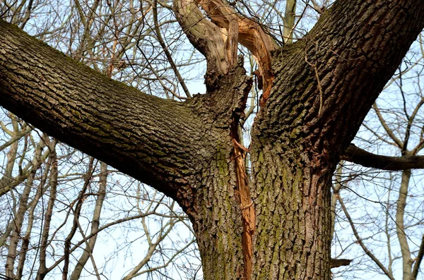 Rumpf Längs Geknackt Kann Eine Schlecht Gepflegte Doppelkrone Mit Hohlraum — Stockfoto