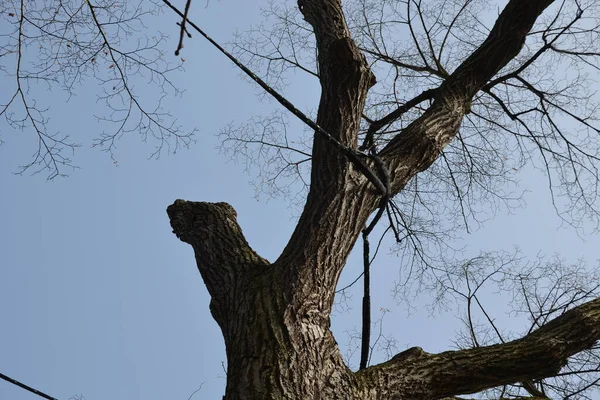 Attrazioni Corda Sul Parco Giochi Nelle Corone Tronchi Alberi Senza — Foto Stock