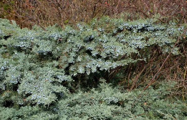 Une Couleur Sensationnelle Bleue Jaune Verte Grise Couleur Tronc Est — Photo