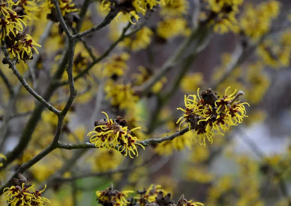 Parterre Fleurs Vivaces Peut Encore Février Gelé Glaçons Tige Sèche — Photo