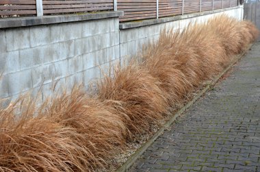 Süslü otları olan çiçek yatakları sonbahardan kışa kadar çekicidir ve kuru çiçekler ve yapraklar sayesinde. Sinek yakalayıcıları ve kırmızı yapraklarla birlikte, gri beton blok duvar resimlerinin yanında.