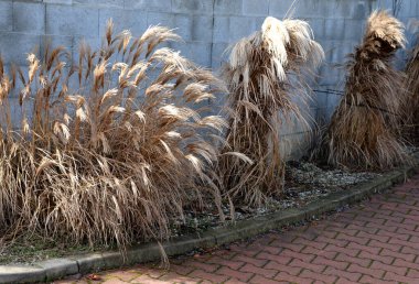 Süslü otları olan çiçek yatakları sonbahardan kışa kadar çekicidir ve kuru çiçekler ve yapraklar sayesinde. Sinek avcıları ve kırmızı yapraklarla birlikte gri beton duvarın yanında.