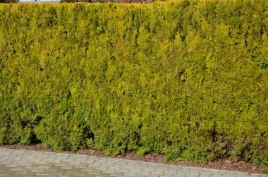 Bu koni şeklinde büyüyen tarlada yıl boyunca yeşil sarı iğneler bulunur. Düz ve pullular. Çitlerde, gruplar halinde kullanılırlar, ama aynı zamanda daha küçük alanlarda, sarımsı olduğu yerlerde solitaire olarak da kullanırlar. 