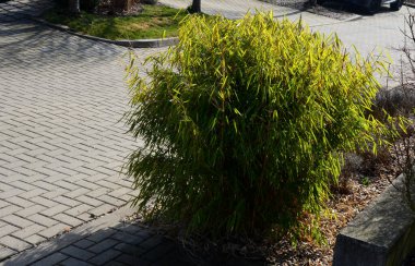Baharda belirgin yeşil-beyaz yapraklar yazın daha çok yeşil yaprağa dönüşür. Kışın ortasında yeni yaprakların sergilenmesini teşvik etmek için..