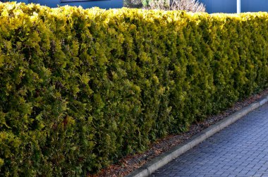 Bu koni şeklinde büyüyen tarlada yıl boyunca yeşil sarı iğneler bulunur. Düz ve pullular. Çitlerde, gruplar halinde kullanılırlar, ama aynı zamanda daha küçük alanlarda, sarımsı olduğu yerlerde solitaire olarak da kullanırlar. 