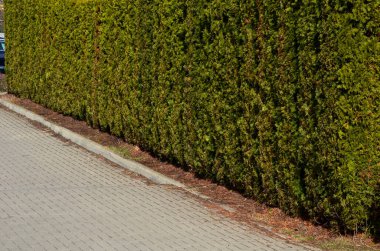 Bu koni şeklinde büyüyen tarlada yıl boyunca yeşil sarı iğneler bulunur. Düz ve pullular. Çitlerde, gruplar halinde kullanılırlar, ama aynı zamanda daha küçük alanlarda, sarımsı olduğu yerlerde solitaire olarak da kullanırlar. 