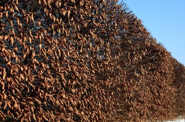 hedge of hornbeam cut into a plane in autumn, when the leaves are dark brown and deciduous until spring. February still holds the leaves on branches, declining only when new ones grow. concrete fence clipart