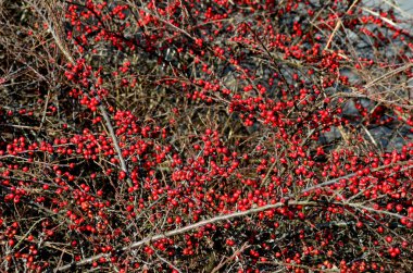 Orta büyüklükteki sürünen alçak çalılıklardan biri. Yoğun ve geçirmez bir örtü oluşturur. Bu nedenle, özel ve kamusal alanda yamaçların güçlendirilmesi için ideal bir ağaçtır. kırmızı dut, balık kemiği