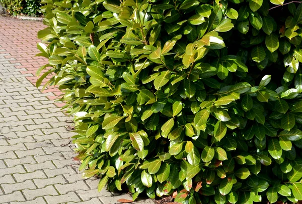 Arbusto Sempre Verde Frente Uma Cerca Feita Tábuas Madeira Claras — Fotografia de Stock