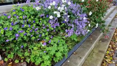 concrete staircase is new and smooth. seating stairs for students and people in the park. lawn benches and beds with perennials in combination with building element, auditorium, school yard, classroom