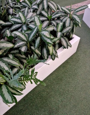 Plastik yuvarlak şekillerden yapılmış, açık renkli çiçek yataklarındaki tropikal bitkiler. Çim gibi halı ve bahçe gibi fayanslar.