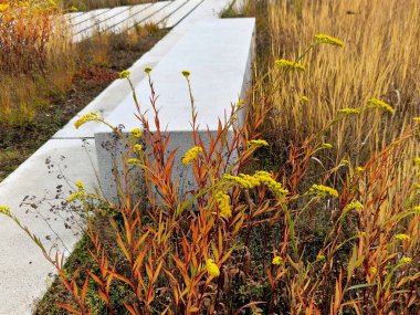 Yavaş, gür, çok yıllık kompakt. Yeşil yapraklar. Sarı latin çiçekleri, küçük çiçeklerden oluşur, kesim ve kurutma için uygundur. Uzun ömürlü çiçek yataklarında, çiçek tarlalarının kenarındaki grup bitkilerinde kullanılıyor.