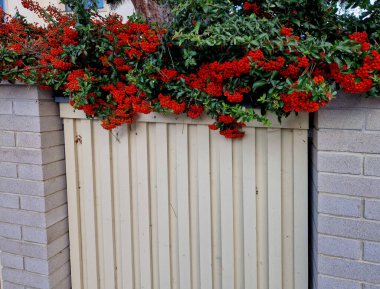 Pyracantha ateş dikeni çekici portakal meyveleri ve rahim yağmuru. Pyracantha coccinea portakal renkli ateş dikenli çit, halka açık parktaki çit ya da duvar için mükemmel. Dikdörtgen şeklindeki satırlar