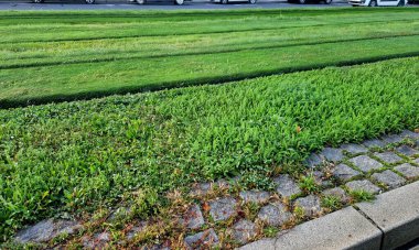 Tramvay koridorunun çimenli bir yüzeyi var. Çimenlerin gelişiminin yönü geçen tren tarafından belirlenir..