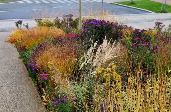 Осенний клумба с многолетниками и травами на площади с черным камнем булыжник плитки, гранитные бордюры осень фиолетовый белый и желтый астеры и декоративные травы с шалфеем в городском парке