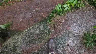 Nehir ve şelaleleri olan kayalık bir vadide sonbahar ormanı. Dikkatsiz bir adım yeterli olur ve bir turist soğuk suya kayar ve sersemler ve akıntıda boğulur..